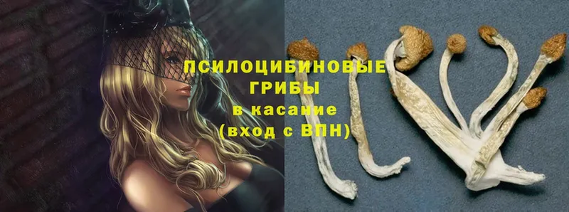 Галлюциногенные грибы Magic Shrooms  Дмитриев 